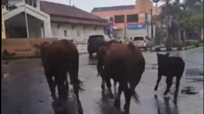 Rombongan Sapi 'Jalan-Jalan' di Tengah Kota Bikin Heboh Warga Malang: Butuh Healing Kayaknya