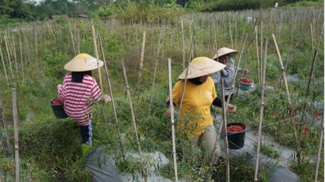 Mimpi Petani Muda Jogja: Lestarinya Pertanian Organik dan Berkelanjutan