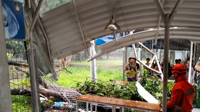 Braaakk! Shelter PKL Manahan Tertimpa Pohon Tumbang, Satu Orang Jadi Korban