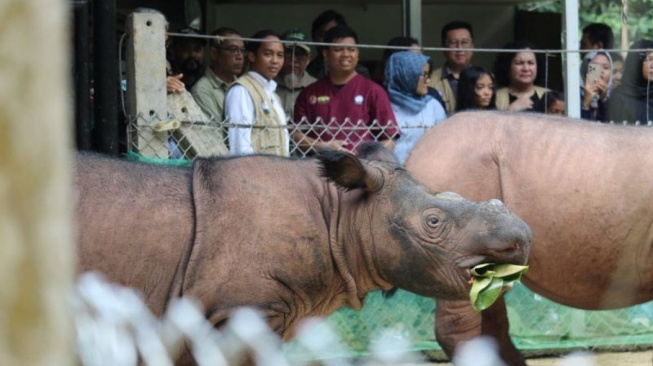 Harapan Baru Konservasi: 5 Badak Sumatera Lahir di Suaka Rhino Sumatera