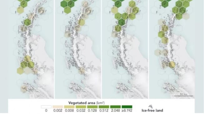Peta Antartika menjadi lebih hijau selama 38 tahun terakhir. Hal ini disebabkan meningkatnya suhu dan mencairnya es. Peta Observatorium Bumi NASA oleh Michala Garrison, berdasarkan data dari Roland, T.P., dkk. 2024. [newsweek.com]