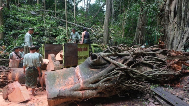 Sejumlah warga bergotong-royong membersihkan batang pohon pascapohon tumbang yang menimpa sejumlah wisatawan di area objek wisata Monkey Forest, Ubud, Gianyar, Bali, Rabu (11/12/2024). [ANTARA FOTO/Nyoman Hendra Wibowo/rwa]