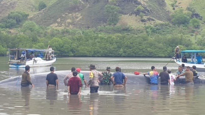 Paus 15 Meter yang Terdampar di Ngada NTT Digiring Warga ke Laut Lepas