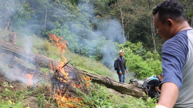Pemusnahan ladang ganja di Mandailing Natal (Madina), Sumatera Utara (Sumut). [Ist]