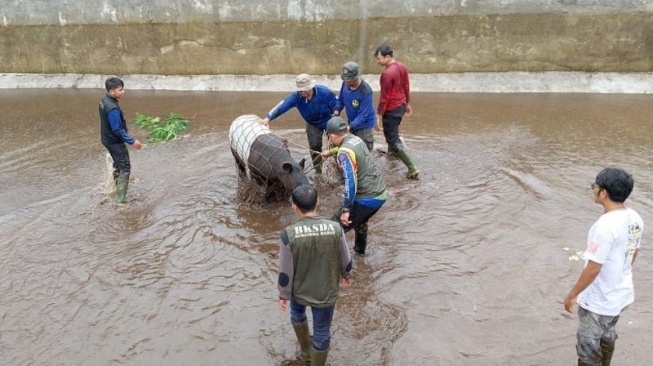 Detik-detik Tapir Langka Dievakuasi dari Kolam di Pasaman Barat, Terpaksa Dibius!