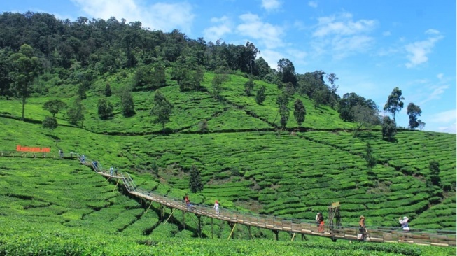 Wisata Bukit Jamur Ciwidey, Spot Healing dengan Nuansa Pedesaan yang Sejuk