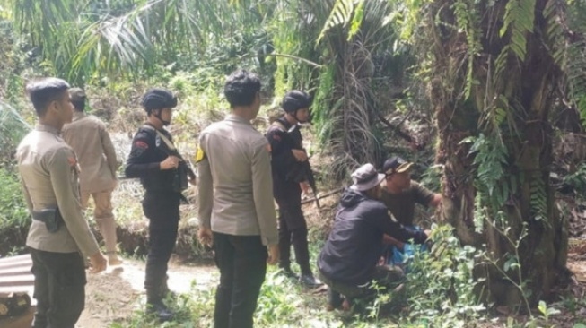 Harimau Sumatera Masuk Permukiman di Pesisir Barat, Pos Pantau & Perangkap Dikerahkan