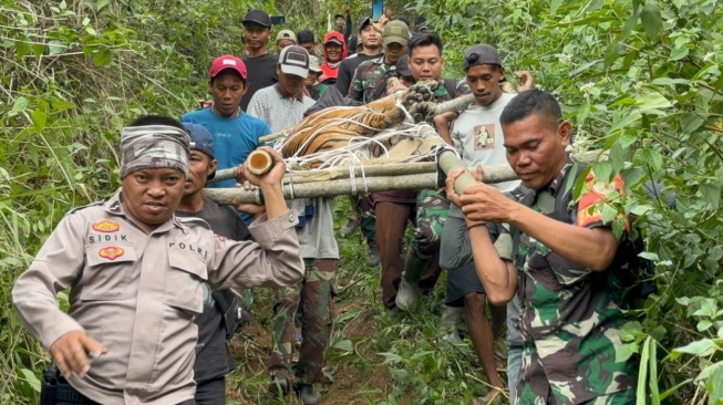 Dramatis! Evakuasi Menegangkan Harimau Sumatera dari Kandang Jebak di Lampung Barat