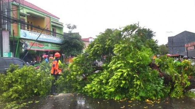 Hujan Deras Disertai Angin Kencang Porak-porandakan Wonogiri, Pohon Tumbang Tutup Jalan Utama