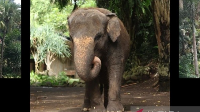 Gajah Molly yang Mati Setelah Hanyut  Akhirnya Dievakuasi dan Dikuburkan di Bali Zoo