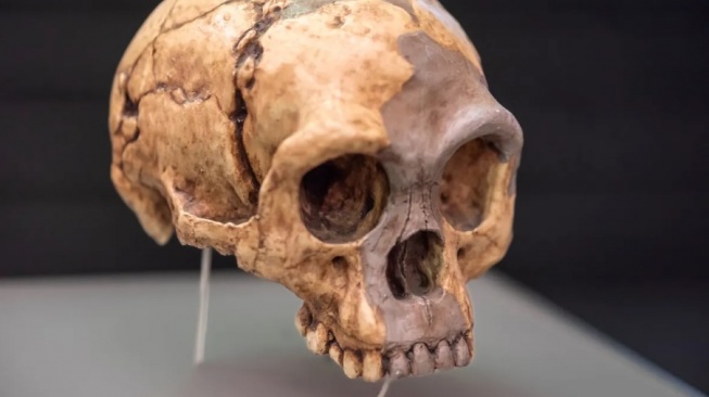 H. floresiensis [Kredit gambar: Svet foto/Shutterstock.com]