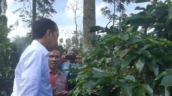 Harga Kopi Meroket, Jokowi Beri Wejangan Penting ke Petani Temanggung