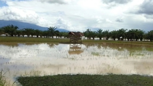 Belasan Hektare Sawah Warga Tapsel Terendam Banjir Bandang, Petani Terancam Gagal Panen!