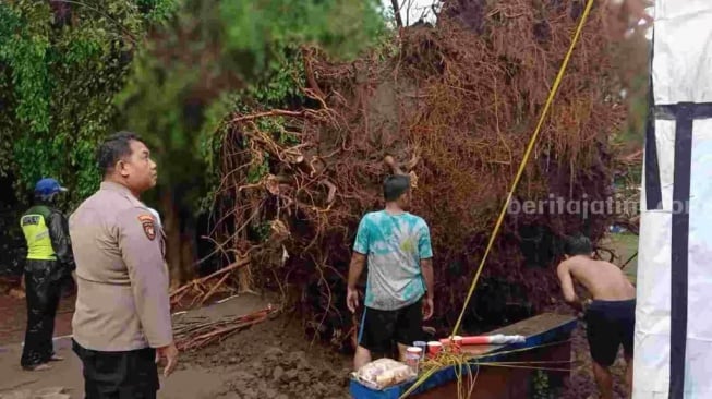 Pohon Beringin 'Raksasa' di Mojosari Tumbang, 6 Motor Ringsek dan Petugas Jadi Korban