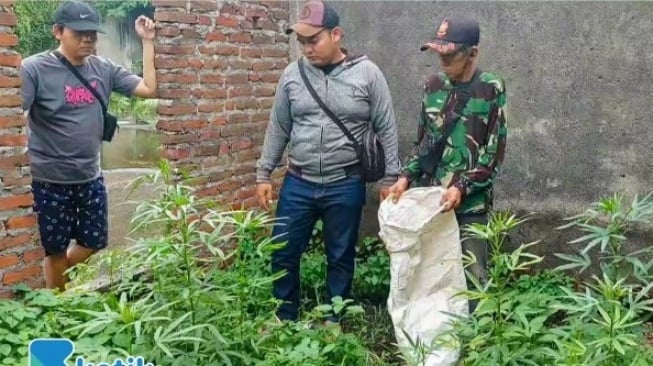 Geger! Polisi Temukan Ladang Ganja di Gedangan Sidoarjo