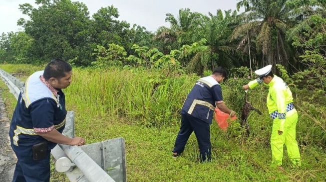 Diduga Tertabrak, Macan Akar Ditemukan Mati di Tol Pekanbaru-Dumai