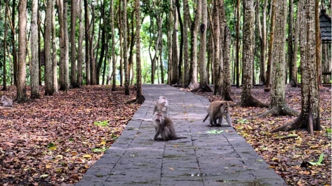 Monkey Forest Ubud, Alternatif Liburan Akhir Tahun yang Anti-mainstream