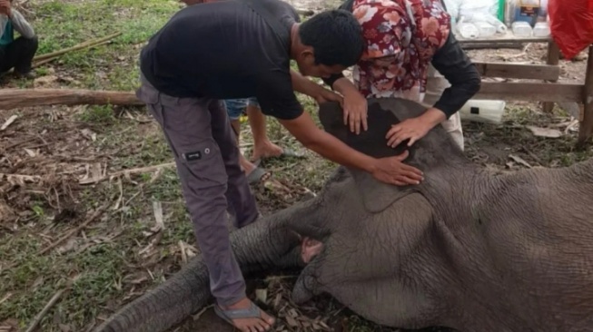 Tragis, Gajah Sumatra Ikonik di Tesso Nilo Mati Mendadak di Usia 8 Tahun