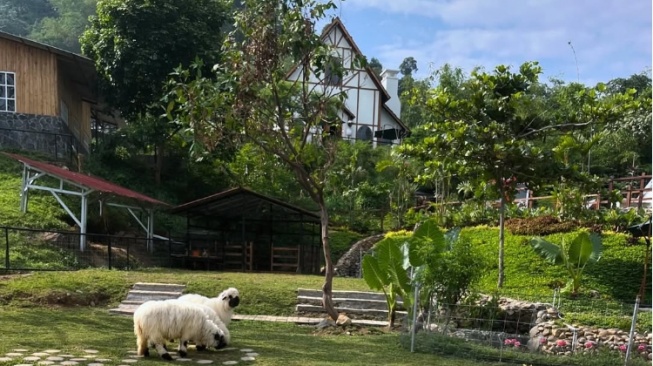 Berinteraksi dengan Ragam Hewan Lucu di Wisata Bukit Domba Sentul Bogor