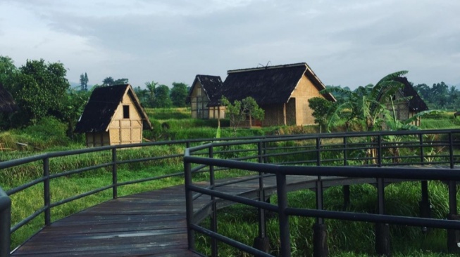 Kampung Budaya Padi Pandan Wangi, Sensasi Berlibur di Pedesaan Cianjur