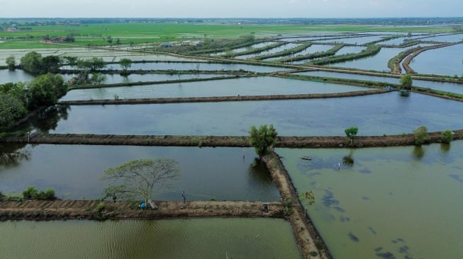 Suasana lahan tambak yang terbengkalai di desa Pabean udik, Indramayu, Jawa Barat, Jumat (10/1/2025). [ANTARA FOTO/Dedhez Anggara/foc]