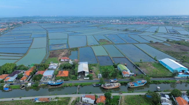 Suasana lahan tambak yang terbengkalai di desa Pabean udik, Indramayu, Jawa Barat, Jumat (10/1/2025). [ANTARA FOTO/Dedhez Anggara/foc]