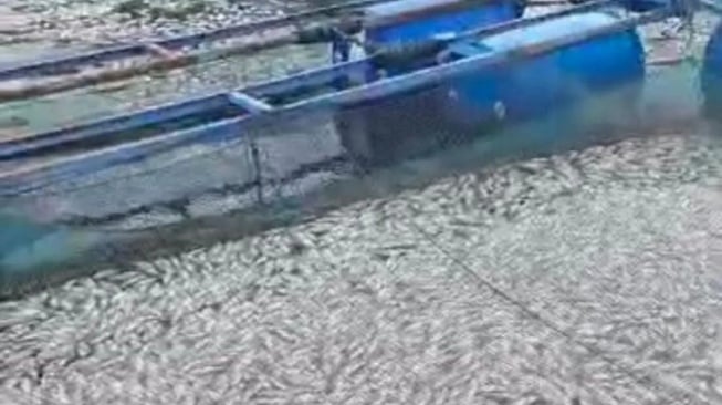 5 Ton Ikan Mati Mendadak di Danau Maninjau, Ini Penyebabnya