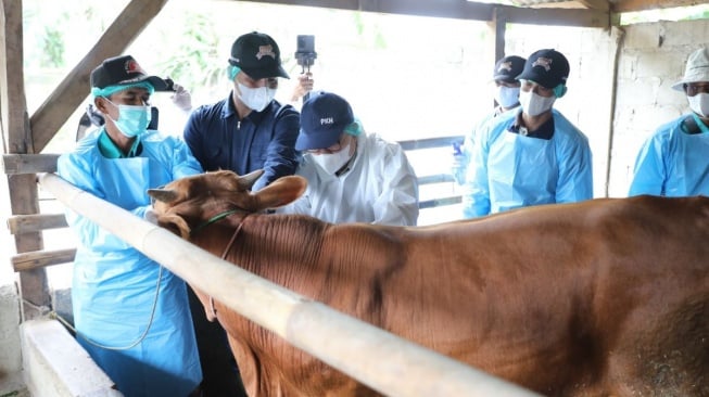 Bantul Gencarkan Vaksinasi PMK, 13 Ribu Dosis Disuntikkan