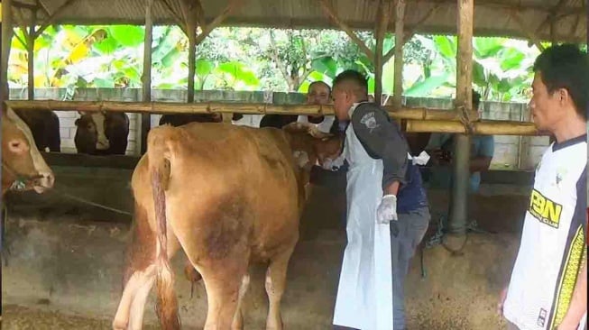 Wabah PMK Ancam Peternak Sumedang, Ratusan Sapi Terinfeksi