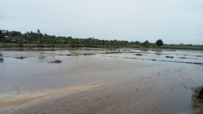 Maksimalkan Lahan Seluas 200 Hektare, Pemkab Bantul Kembangkan wilayah Poncosari Jadi Sentra Ketahanan Pangan