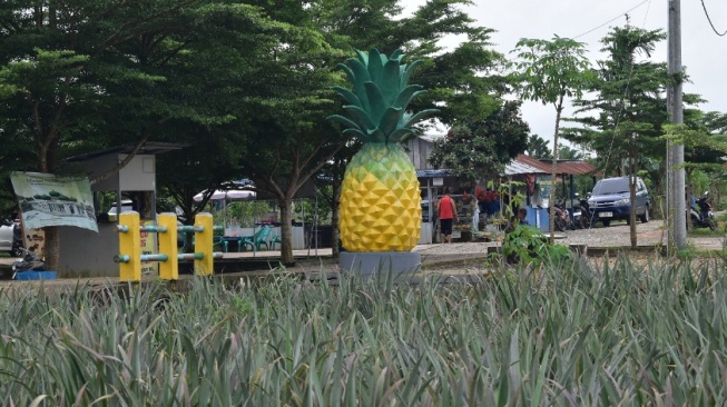 Melancong ke Agrowisata Nanas Tangkit Terbesar di Provinsi Jambi, Seru!