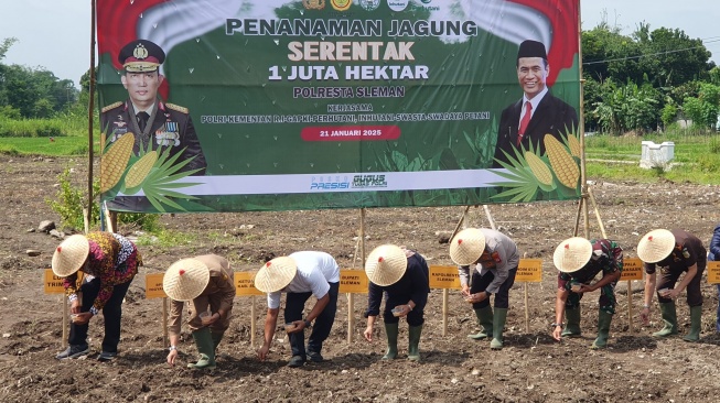 Sleman Targetkan Panen Jagung Melimpah, 443 Hektare Lahan Baru Disiapkan