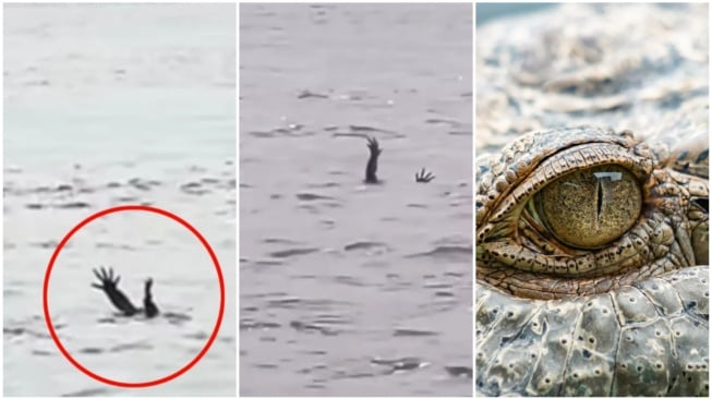 Buaya 'Akting' Mirip Orang Tenggelam Buat Cari Mangsa? Ilmuwan Ungkap Fakta Sebaliknya