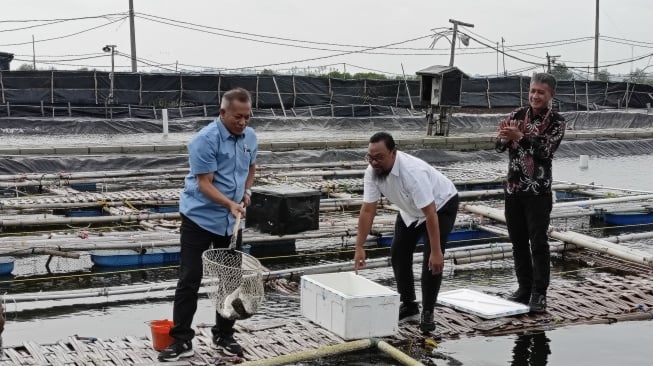 Permintaan Ikan Kerapu Jabodetabek Tembus 60 Ton per Bulan, Penyediaan Fasilitas Jadi Tantangan