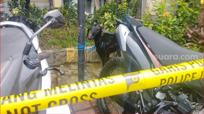 Pria Ini Curi Kambing Hitam di Warung Babi Guling