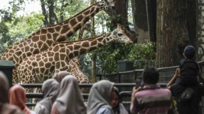 Pengunjung di Taman Margasatwa Ragunan, Jakarta, Selasa (18/6/2024). ANTARA FOTO/Hafidz Mubarak A/nym.