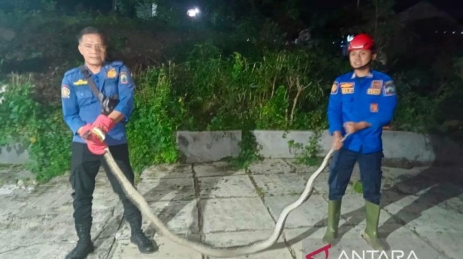 Damkar Evakuasi Ular Sanca 3 Meter Usai Mangsa Kucing di Lampung Selatan