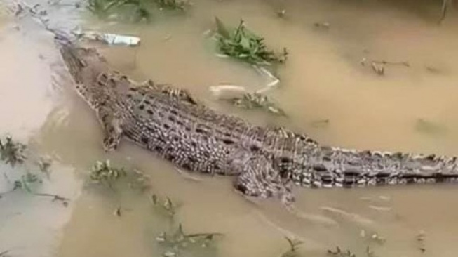 Buaya yang naik ke pekarangan rumah warga di Desa Santan Tengah. [KlikKaltim.com]