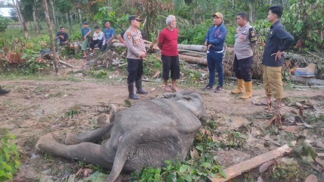 Gajah sumatra ditemukan mati di Dusun Emplasemen, Desa Julok Rayeuk Selatan, Indra Makmur, Aceh Timur, Aceh. [Dok. Polisi]