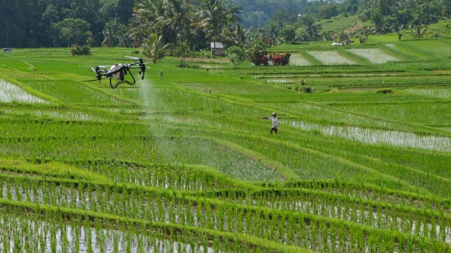 Sebuah drone pertanian atau pesawat tanpa awak menyemprotkan pupuk organik cair di persawahan Desa Jatiluwih, Tabanan, Bali, Sabtu (8/2/2025). [ANTARA FOTO/Nyoman Hendra Wibowo/rwa]