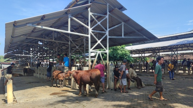 Harga Anjlok Akibat Wabah PMK, Banyak Warga Gunungkidul Beli Borong Ternak Sapi