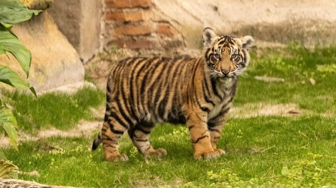 Gemas! Bakso Anak Harimau Sumatera Curi Perhatian di Disney Animal Kingdom Amerika