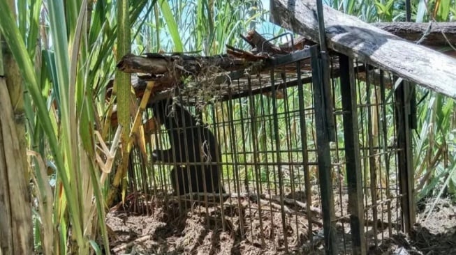 Induk Beruang Madu Masuk Pemukiman di Agam, Diduga Cari Anaknya yang Hilang