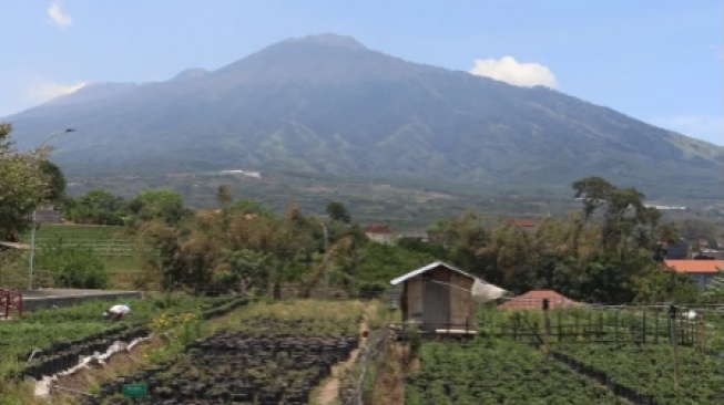 Wisata Petik Buah yang Seru dan Edukatif di Lumbung Stroberi, Malang