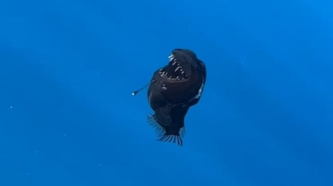 Hidup di Kegelapan Laut Dalam, Ikan Anglerfish Mendadak Muncul ke Permukaan