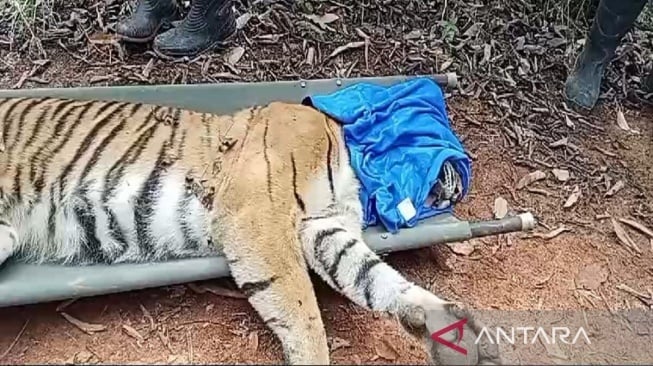 Harimau Sumatera Berhasil Dievakuasi dari Perangkap di Pesisir Barat