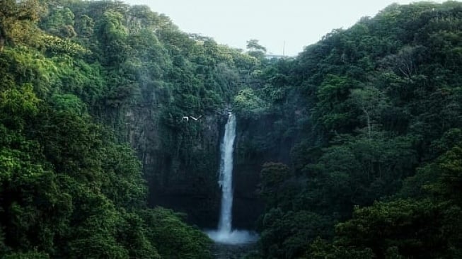 Coban Baung, Keindahan Air Terjun di Tengah Alam Pasuruan yang Asri