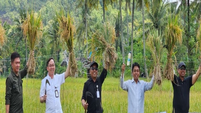 DPP Gunungkidul Proyeksikan Luas Panen 35.351 ha pada Maret