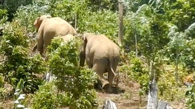 Kisah Warga Aceh Sukarela Tangani Konflik Gajah