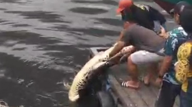 Tangkapan layar warga mengangkat bangkai buaya di Pelabuhan Tanjung Limau. [KlikKaltim.com]